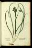  Fol. 281 

Iris phyllotebagonon.
Lonchitis prima
Iris folio quadrato
Hermodactilus verus Matth:
Pseudohermodactilus.